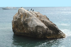 Береговое море катер птицы