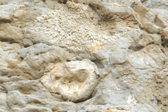 Ископаемый риф Караул-Оба в Новом Свете