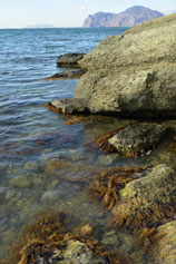 Орджоникидзе. Морские водоросли на прибрежных камнях