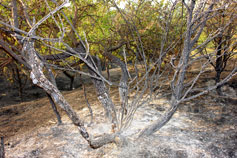 Симеиз, лес после пожара в августе 2007