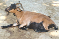 Симферопольский зоопарк. Камерунская коза