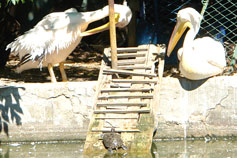 Симферопольский зоопарк. Кудрявый пеликан