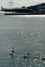 Лебеди у Ялтинской набережной