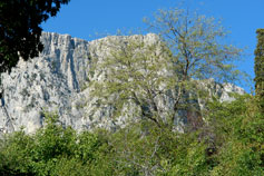 Олива, горный пейзаж фото