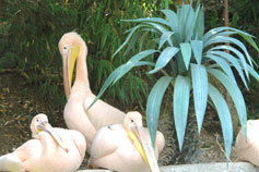 Ялтинский зоопарк Сказка. Розовые пеликаны